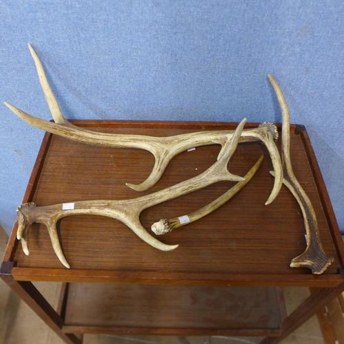 342 - Four assorted deer antlers