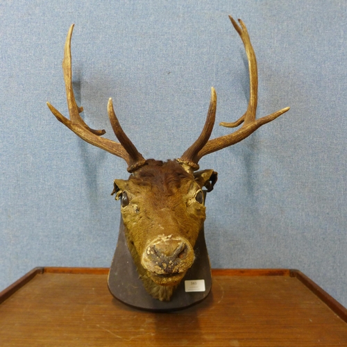 343 - A mounted taxidermy stags head