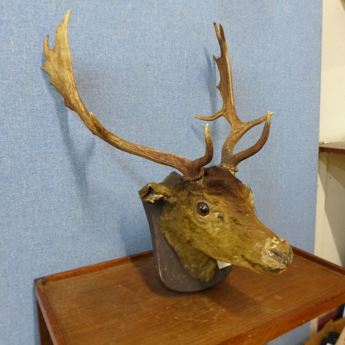 343 - A mounted taxidermy stags head