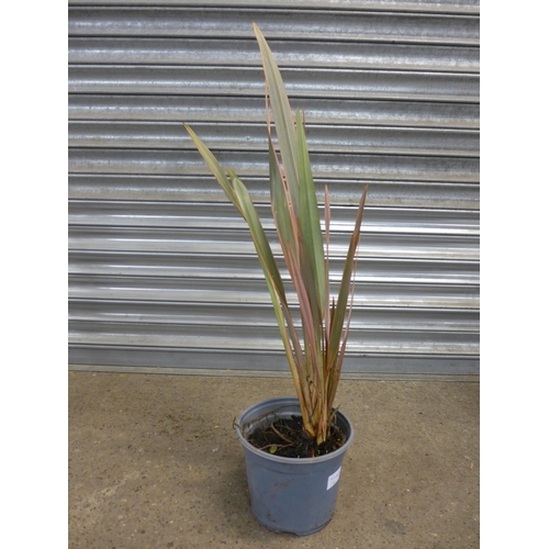 2253 - A potted New Zealand Flax