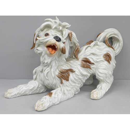 607 - An Algora Spanish model of a Bolognese Terrier, 39cm long, 25cm tall