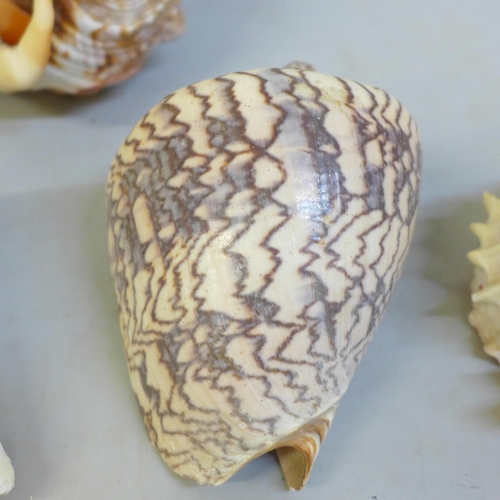 703 - Six sea shells