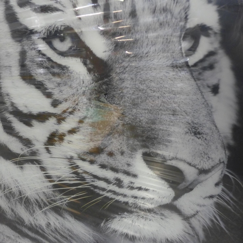 1478 - A large glass wall art depicting a tiger