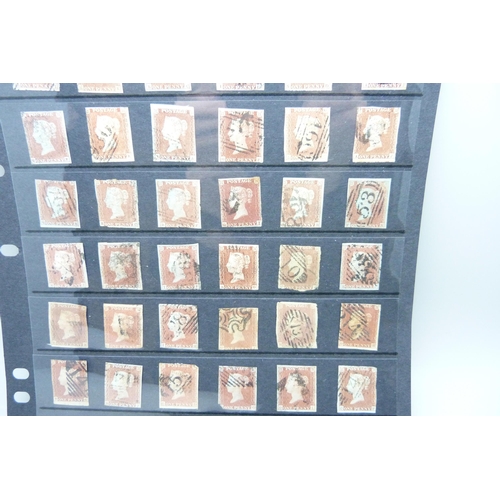 826 - Stamps; a stock sheet of 48 GB Queen Victoria penny red imperforates