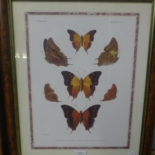 346 - Three prints, Sevres and two Madagascar Lepidopteres, all framed