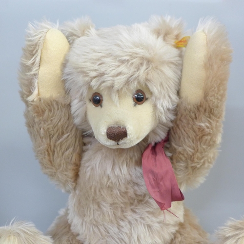 717A - Three Steiff Teddy bears, including a Harrods Steiff musical bear