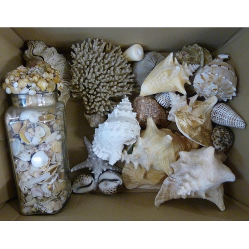 335 - A sweets jar filled with sea shells and a box of approximtely sixteen small, medium and large shells... 