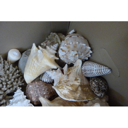 335 - A sweets jar filled with sea shells and a box of approximtely sixteen small, medium and large shells... 