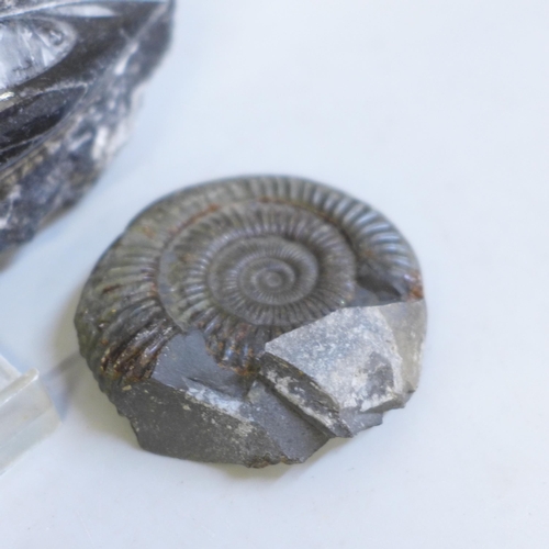 617 - A collection of fossils including two ammonite