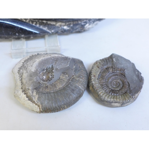 617 - A collection of fossils including two ammonite