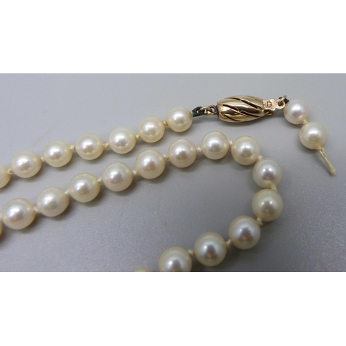 990 - A string of pearls with 9ct gold clasp, require re-stringing