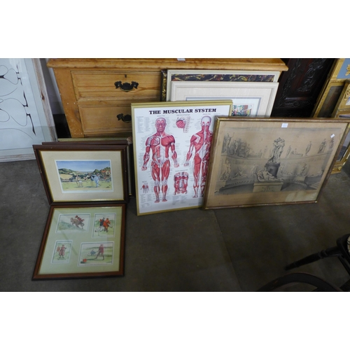 230B - Two anatomical prints of the muscular system and skeletal system and assorted paintings and prints