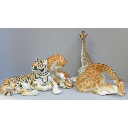 604 - Four large USSR Lomonosov ceramic models; tiger, leopard and two giraffes, one giraffe with ear a/f