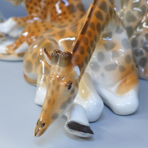 604 - Four large USSR Lomonosov ceramic models; tiger, leopard and two giraffes, one giraffe with ear a/f