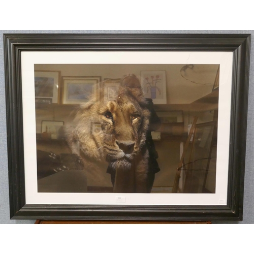 255 - A print of a lion, framed