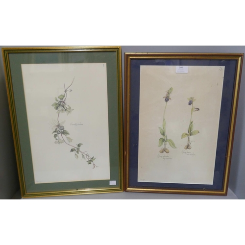 260 - Seventeen Elekra Megaw botanical prints, all framed