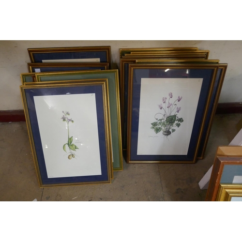 260 - Seventeen Elekra Megaw botanical prints, all framed