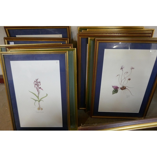 260 - Seventeen Elekra Megaw botanical prints, all framed