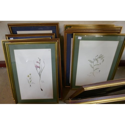 260 - Seventeen Elekra Megaw botanical prints, all framed