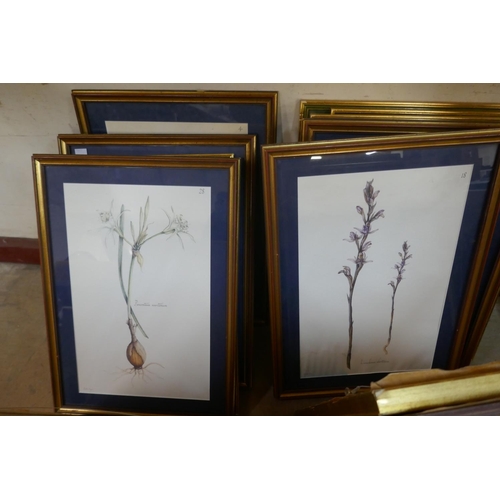 260 - Seventeen Elekra Megaw botanical prints, all framed