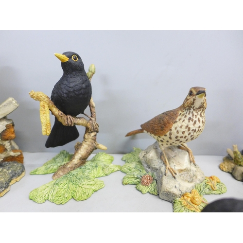 775 - Border Fine Arts figures; Blackbird, Thrush, Otter on a Dam, Silent Sanctuary, stands and smaller fi... 