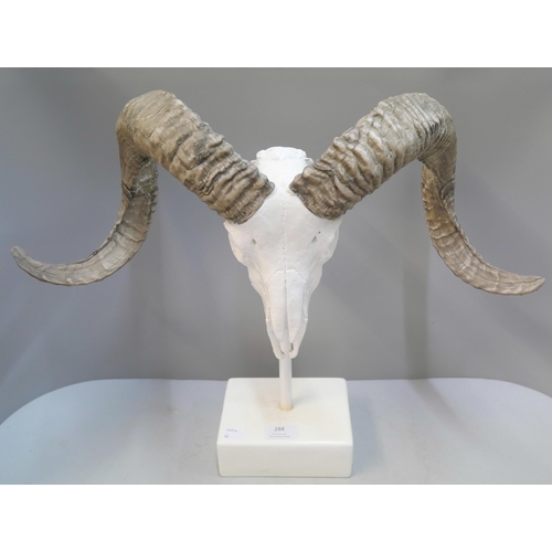 288 - A faux ram's skull on stand