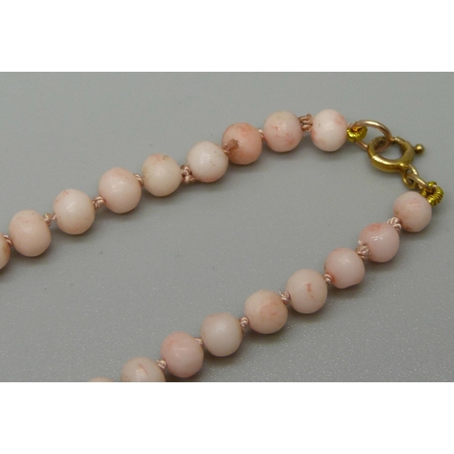 1132 - A graduated angel skin coral necklace with gold clasp