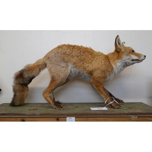 369 - A mounted taxidermy fox