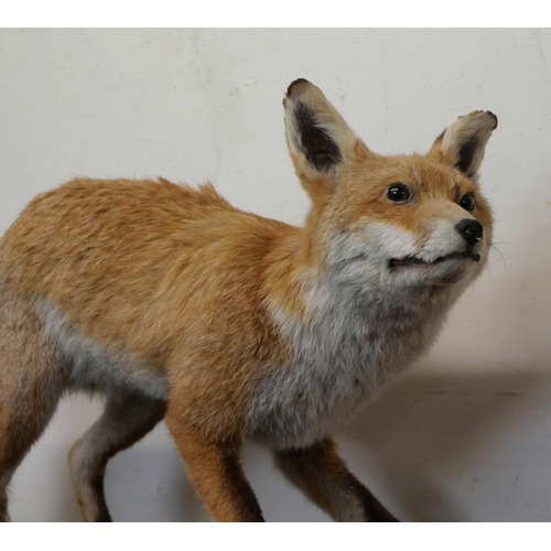 369 - A mounted taxidermy fox