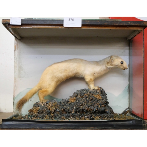 370 - A mounted taxidermy weasel, case a/f