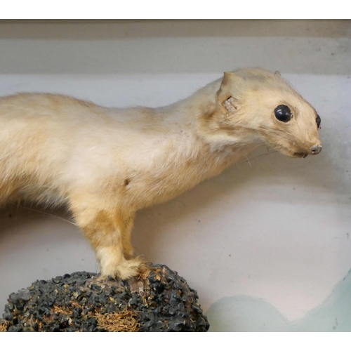 370 - A mounted taxidermy weasel, case a/f