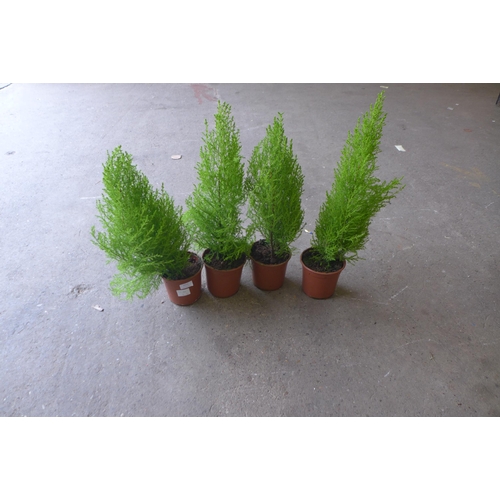 2213 - 4 Potted ferns approx. 15 inches tall