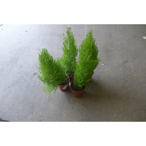 2213 - 4 Potted ferns approx. 15 inches tall