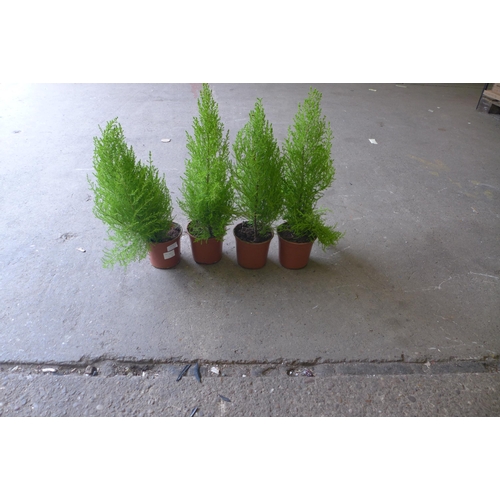 2214 - 4 Potted ferns approx. 15 inches tall