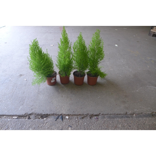 2214 - 4 Potted ferns approx. 15 inches tall