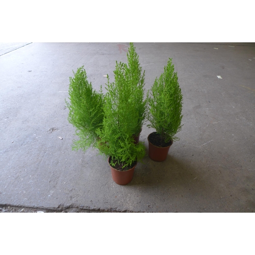 2214 - 4 Potted ferns approx. 15 inches tall