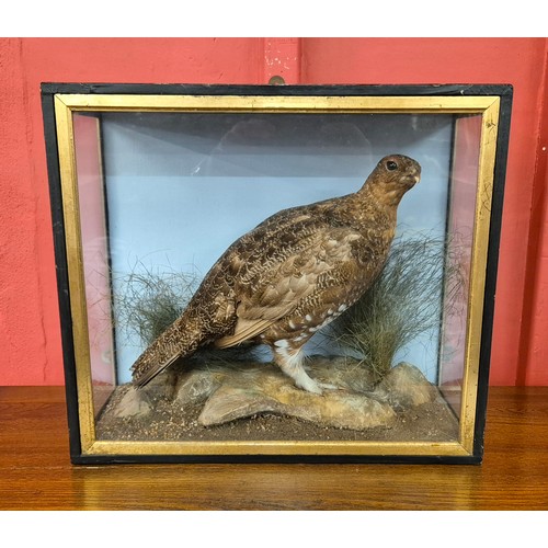 331 - A cased taxidermy grouse