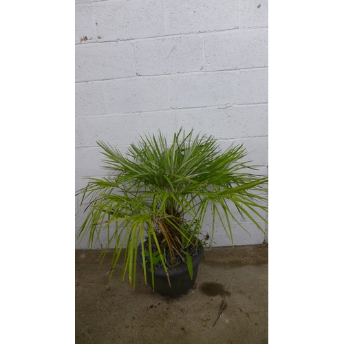 2213 - A large potted Chamaerops Humilis fan palm plant