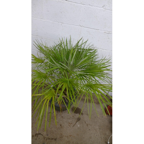 2213 - A large potted Chamaerops Humilis fan palm plant