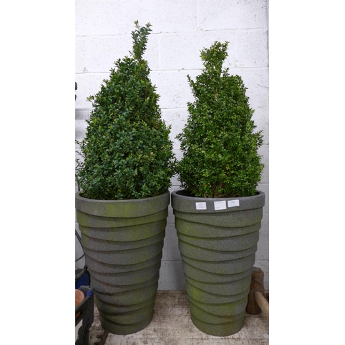 2214 - A pair of potted conical Buxus plants in large plastic pots