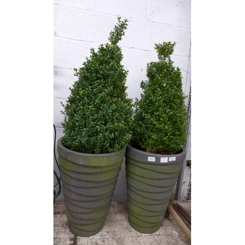 2214 - A pair of potted conical Buxus plants in large plastic pots