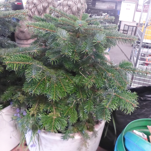 2185 - Two Pine trees in large plastic pots