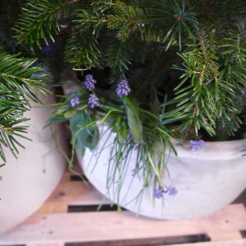 2185 - Two Pine trees in large plastic pots