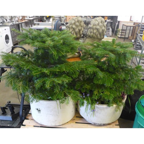 2185 - Two Pine trees in large plastic pots