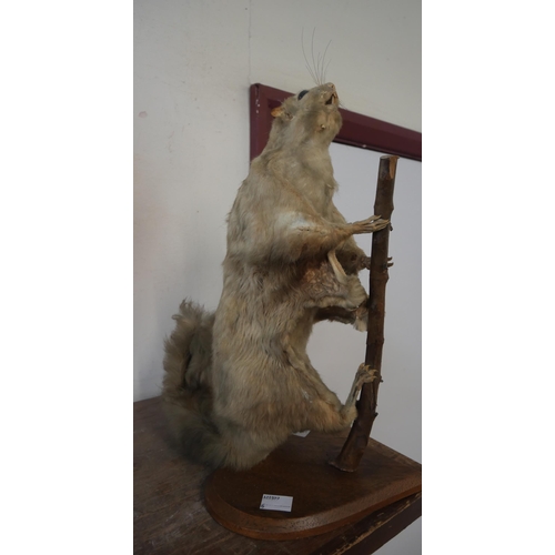 384 - A mounted taxidermy flying squirrel