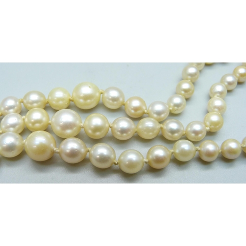 1013 - A three strand pearl necklace with a ruby and diamond clasp