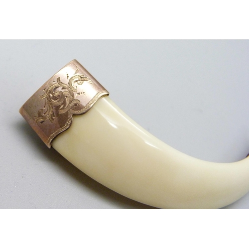 1039 - A Victorian boar's tusk brooch with gold mounts, 7cm