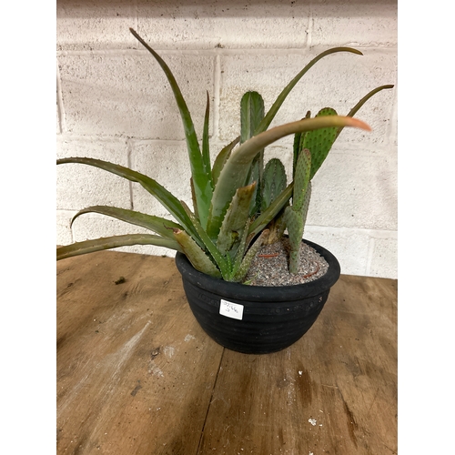 2226A - Agave and two cacti in terracotta pot