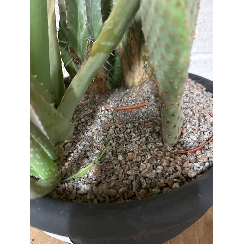 2226A - Agave and two cacti in terracotta pot