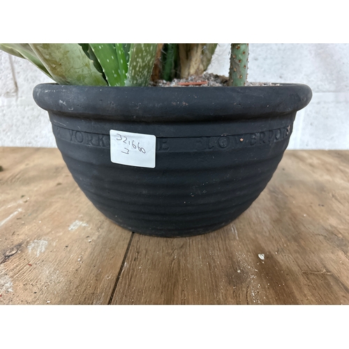 2226A - Agave and two cacti in terracotta pot